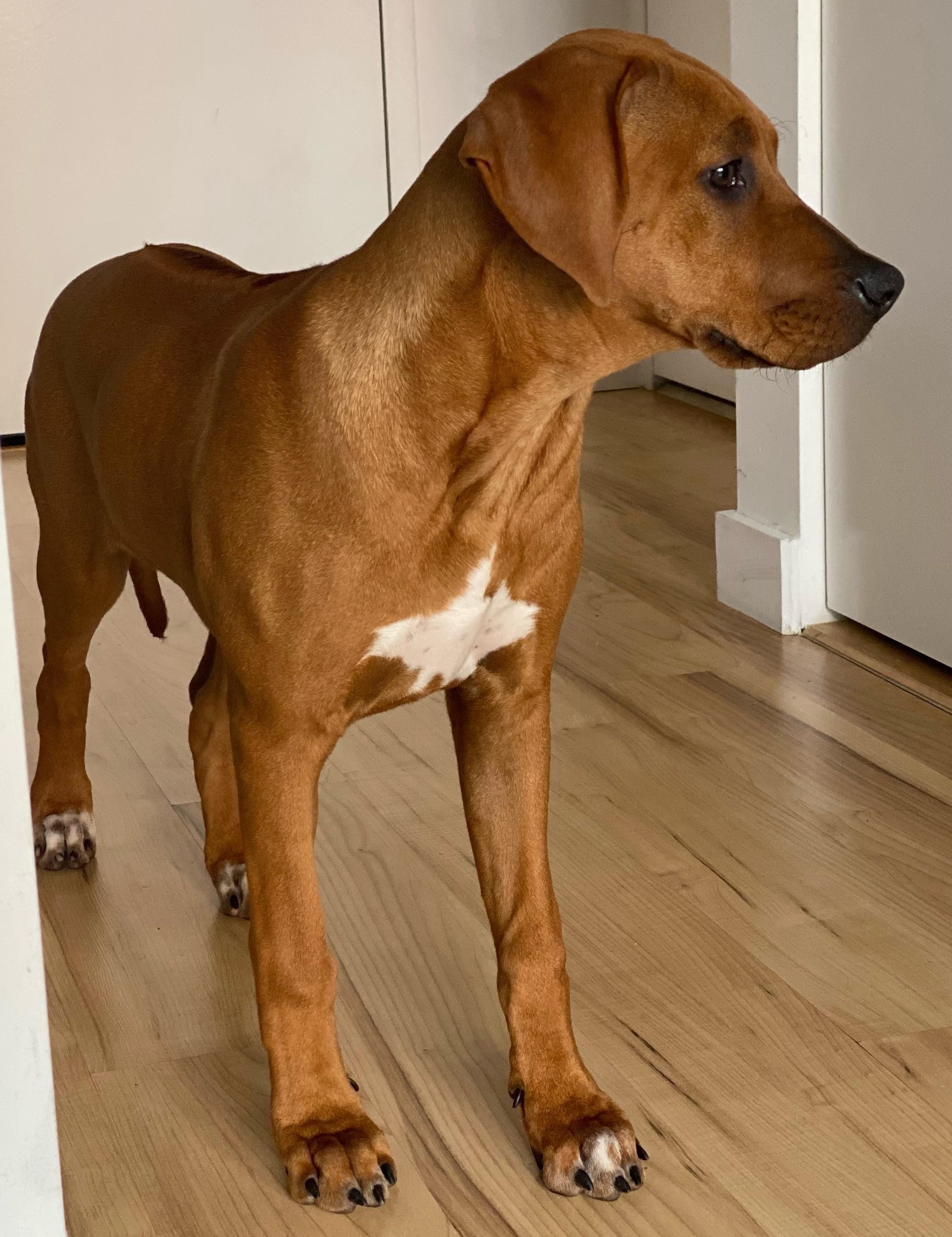 Ridgeless ridgeback sales